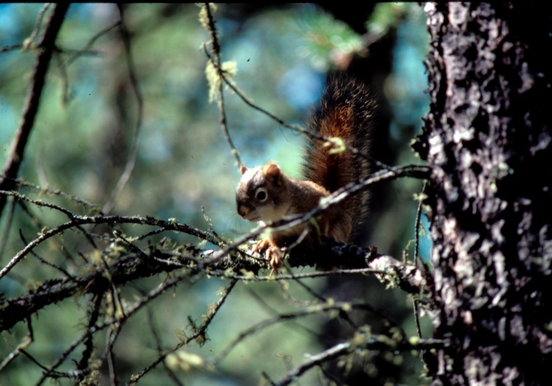 1986-summer Chipmunk 2